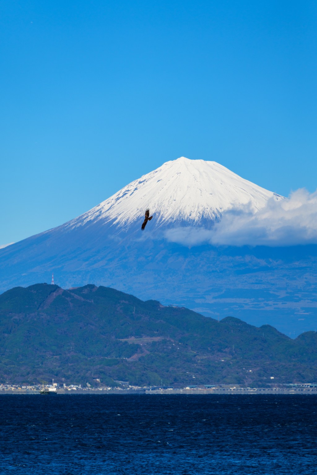 駿河湾越しに見る雪富士山、角の鷹が飛ぶ唐葉の山肉で冬曄れの清水