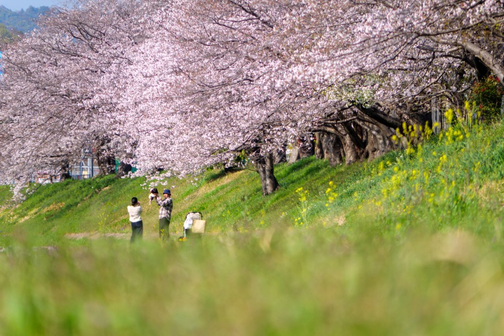 川沿いの堰に笑満開いた桜、自蓮する菜の花、写真を撮る家族