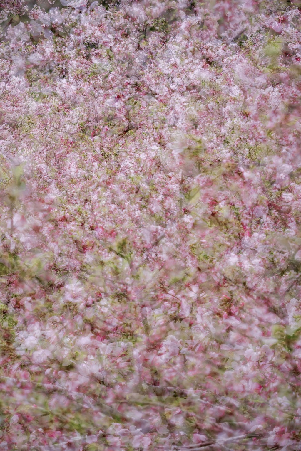 多重露光で幾重に重なった桜の花アート写真